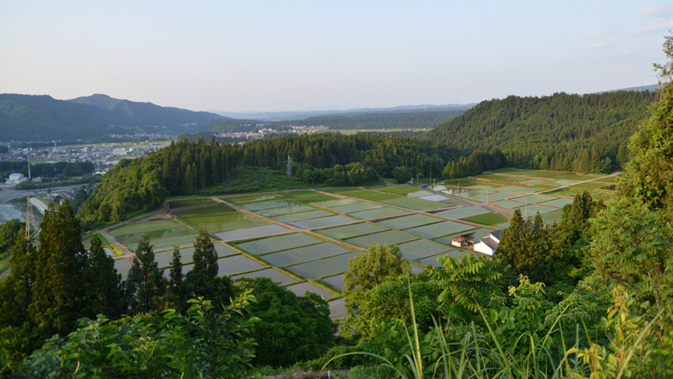 田んぼ緑１