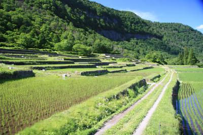 田植え後の石垣田の写真です。